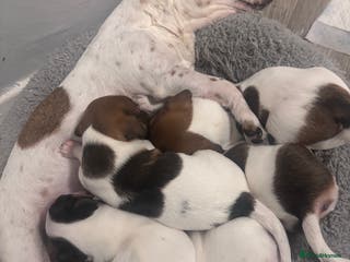 Jack Russell dogs Jack Russell pups - Advert 7