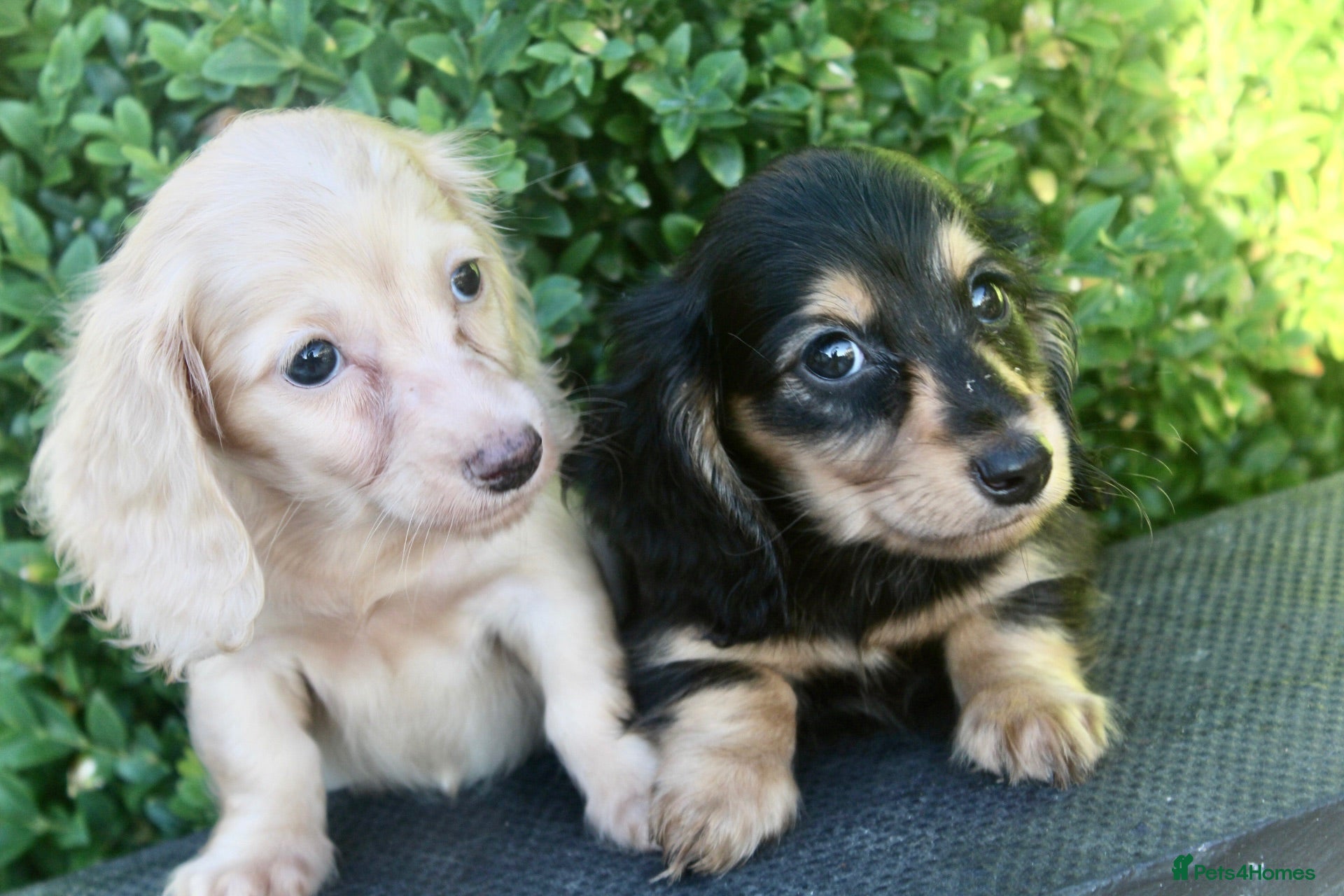 Miniature Dachshund dogs Kanninchen size long Coat Dachshund Puppies - Advert 1