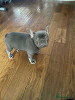 French Bulldog dogs - Advert 1
