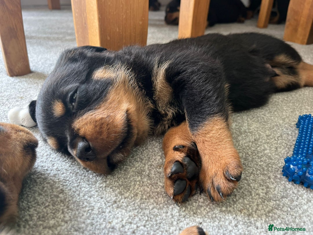 Rottweiler dogs for stud: Proven kc reg Health tested hip and elbow scored in Windsor - Image 29