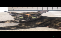 Sphynx cats for sale: Beautiful Sphynx cross orinetal kittens  - Advert 29