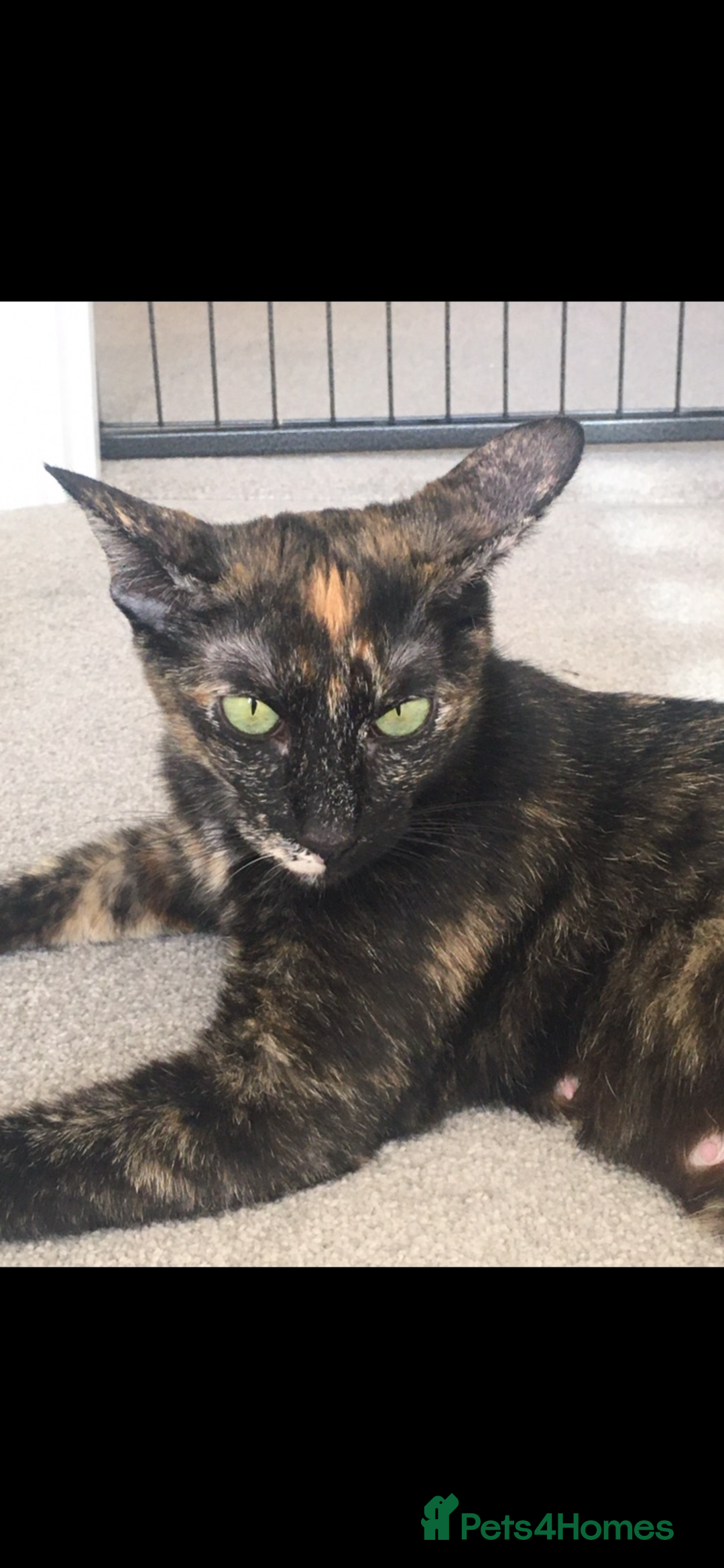 Sphynx cats for sale: Beautiful Sphynx cross orinetal kittens  - Advert 29