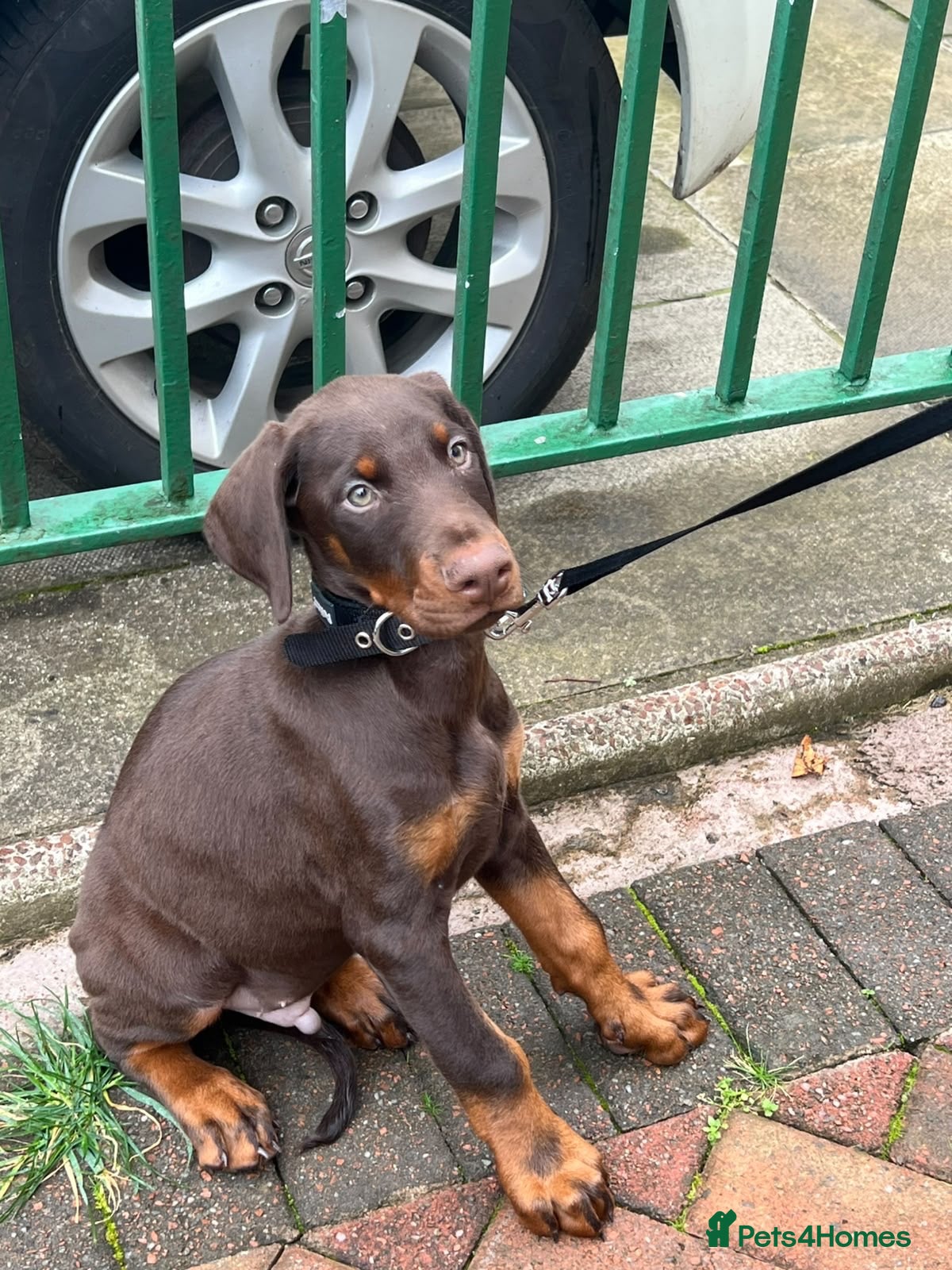 Dobermann dogs Dobermann Male Brown and Tan - Advert 8