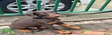 Dobermann 