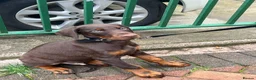 Dobermann dogs for sale: Dobermann Male Brown and Tan in Glasgow - Advert 1