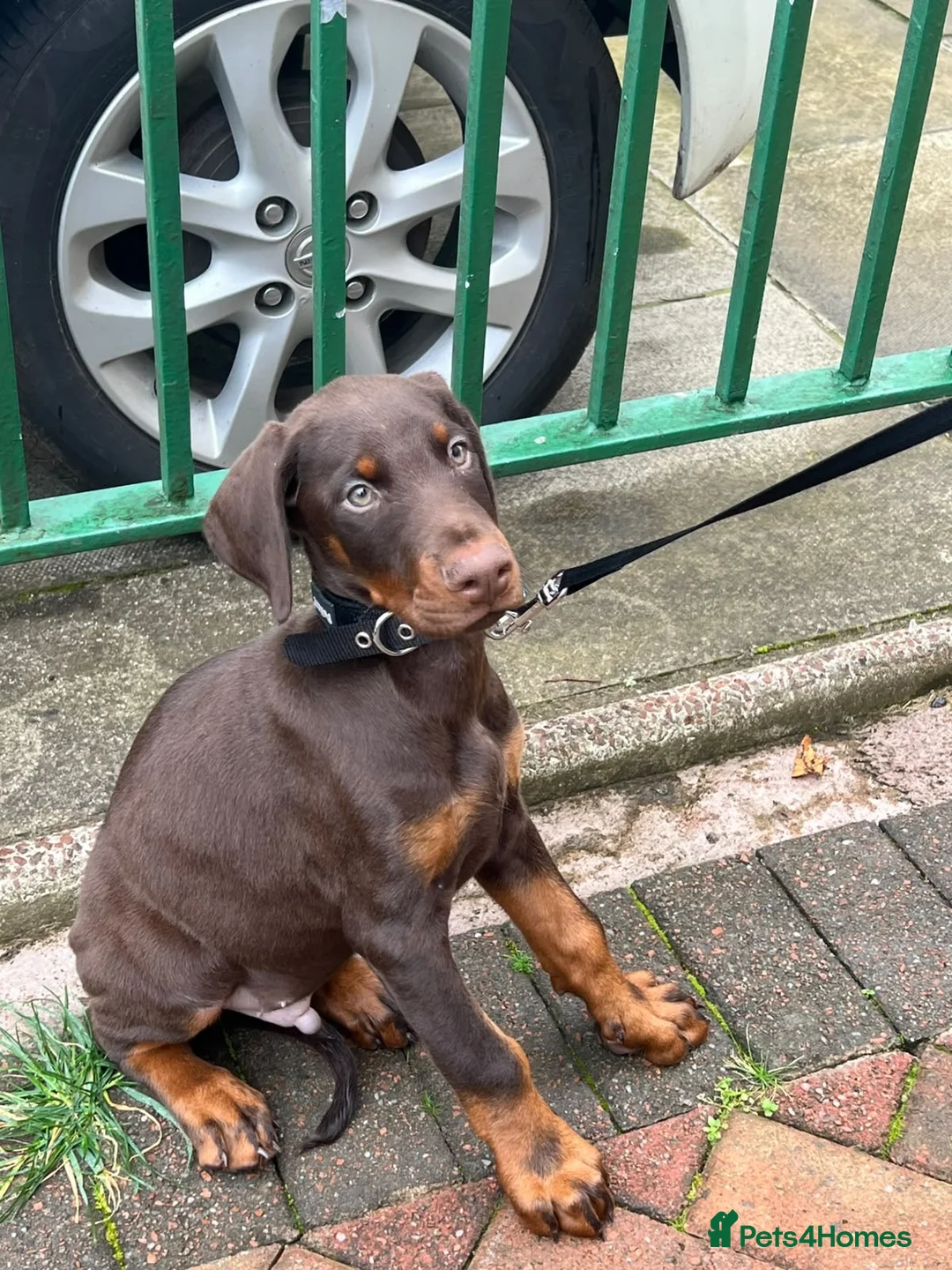 Dobermann dogs for sale: Dobermann Male Brown and Tan in Glasgow - Advert 1