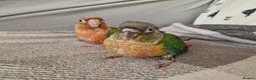 Conures birds for sale: Beautiful fully hand reared conures  - Advert 9