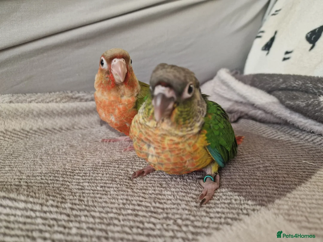 Conures birds for sale: Beautiful fully hand reared conures  - Advert 9