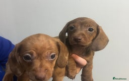 Miniature Dachshund dogs for sale: Gorgeous Miniature Dachshunds - Image 21