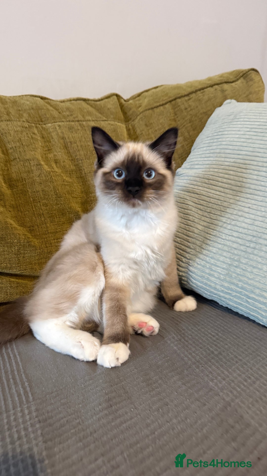 Ragdoll cats for sale: Ragdoll - Advert 2