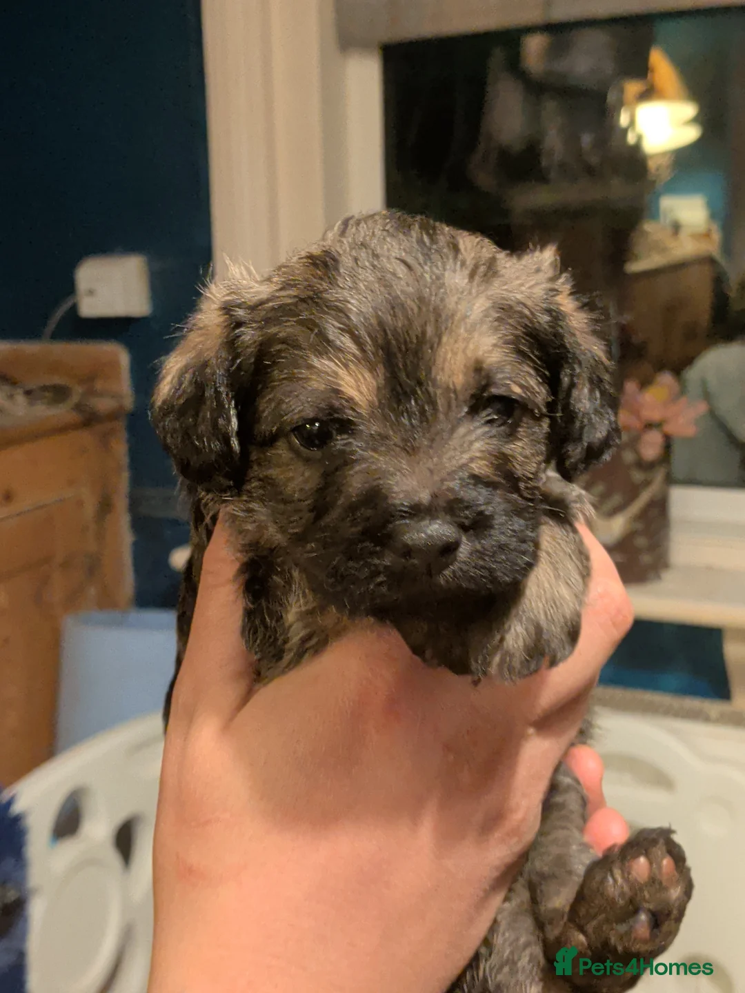 Mixed Breed dogs for sale: Border terrier x toy poodle pups  in Hailsham - Advert 2