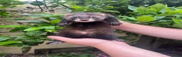 Ferret rodents for sale: 5 semi-angora ferret hobs for sale  in Cardiff - Advert 5
