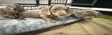 Miniature Dachshund 2