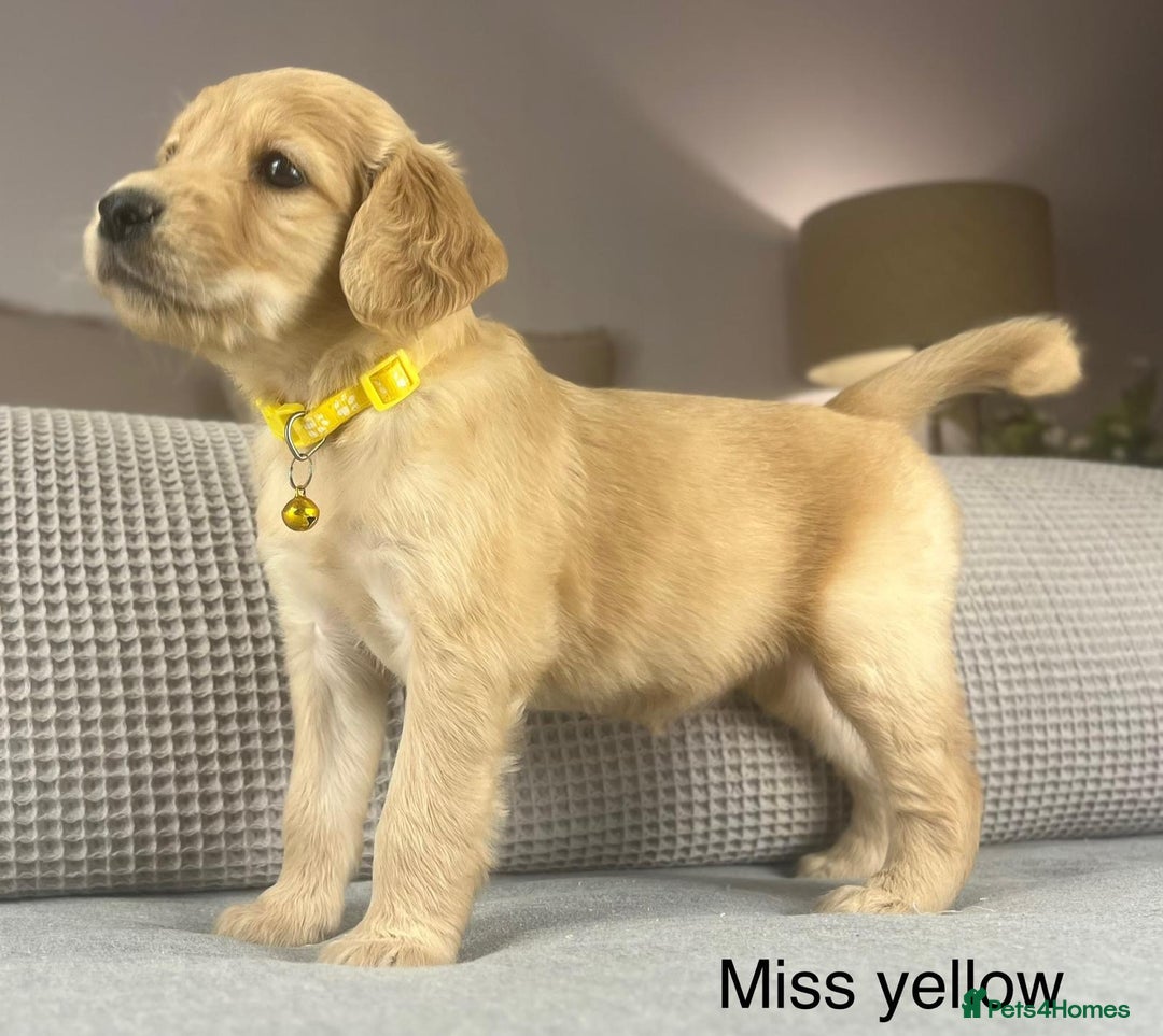 Goldendoodle dogs for sale: These will be stunning adults. Real head turners. - Advert 3