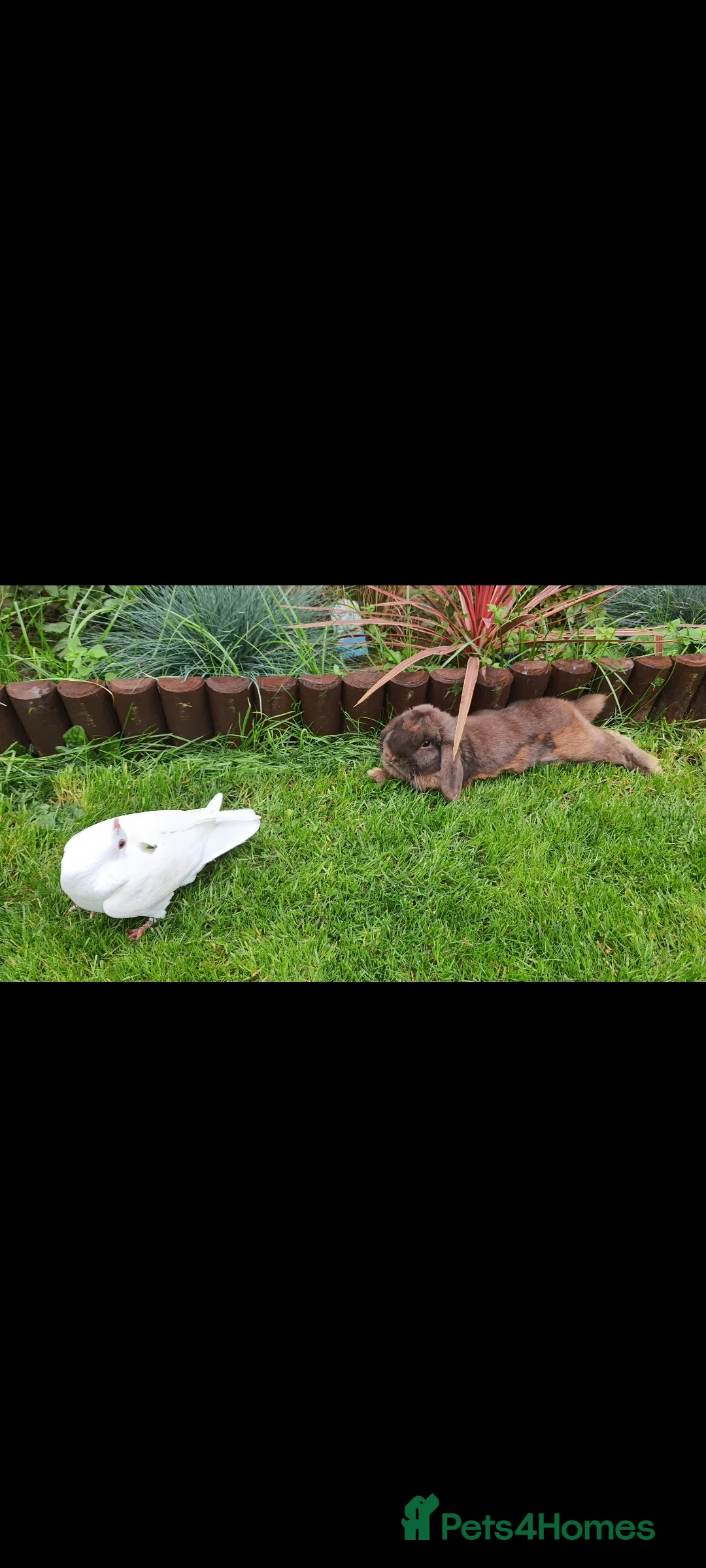 Mini Lop rabbits for sale: Rabbit  in Newark - Advert 2