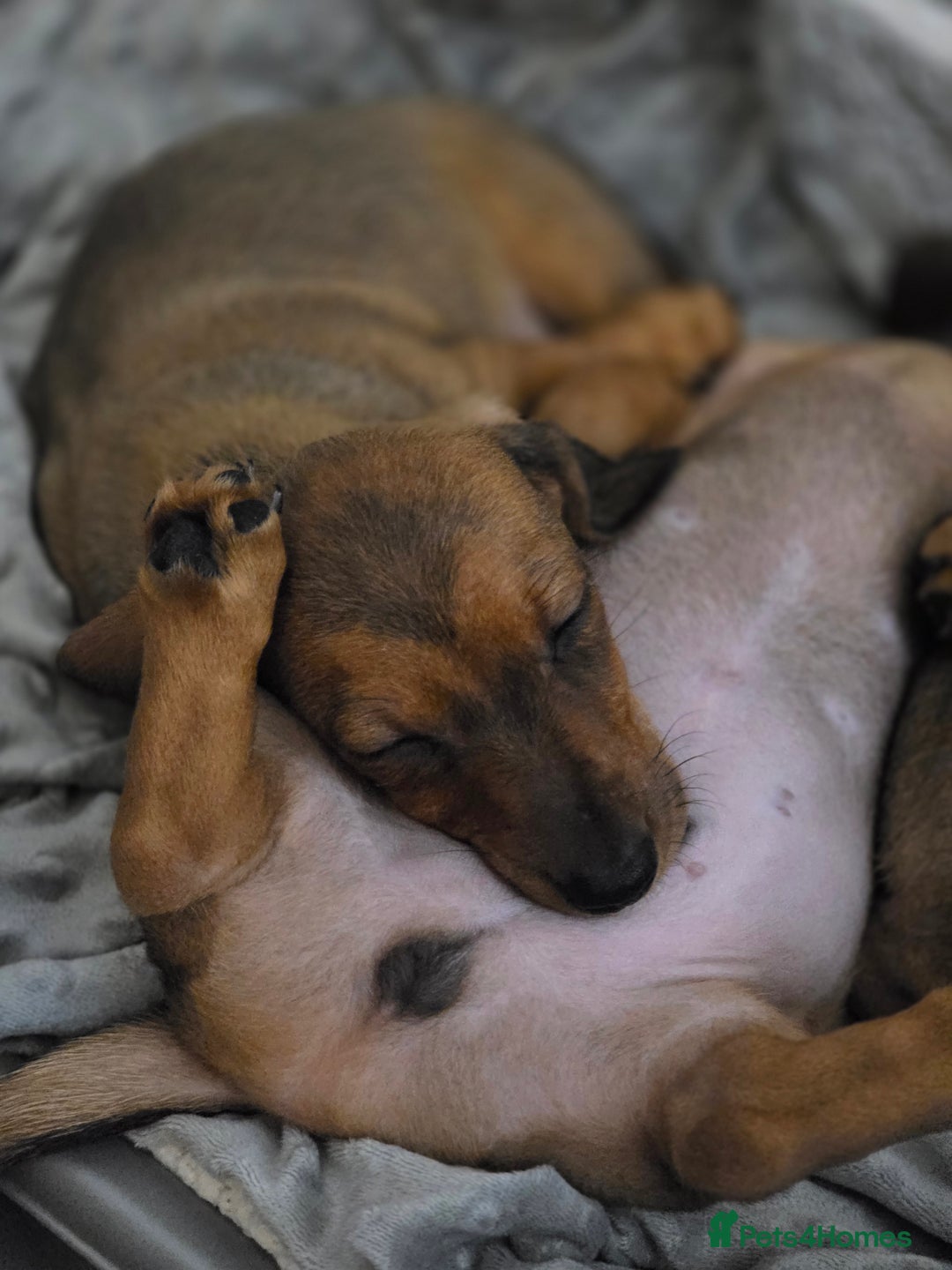 Miniature Dachshund dogs for sale: Miniture dashaunds  - Advert 12