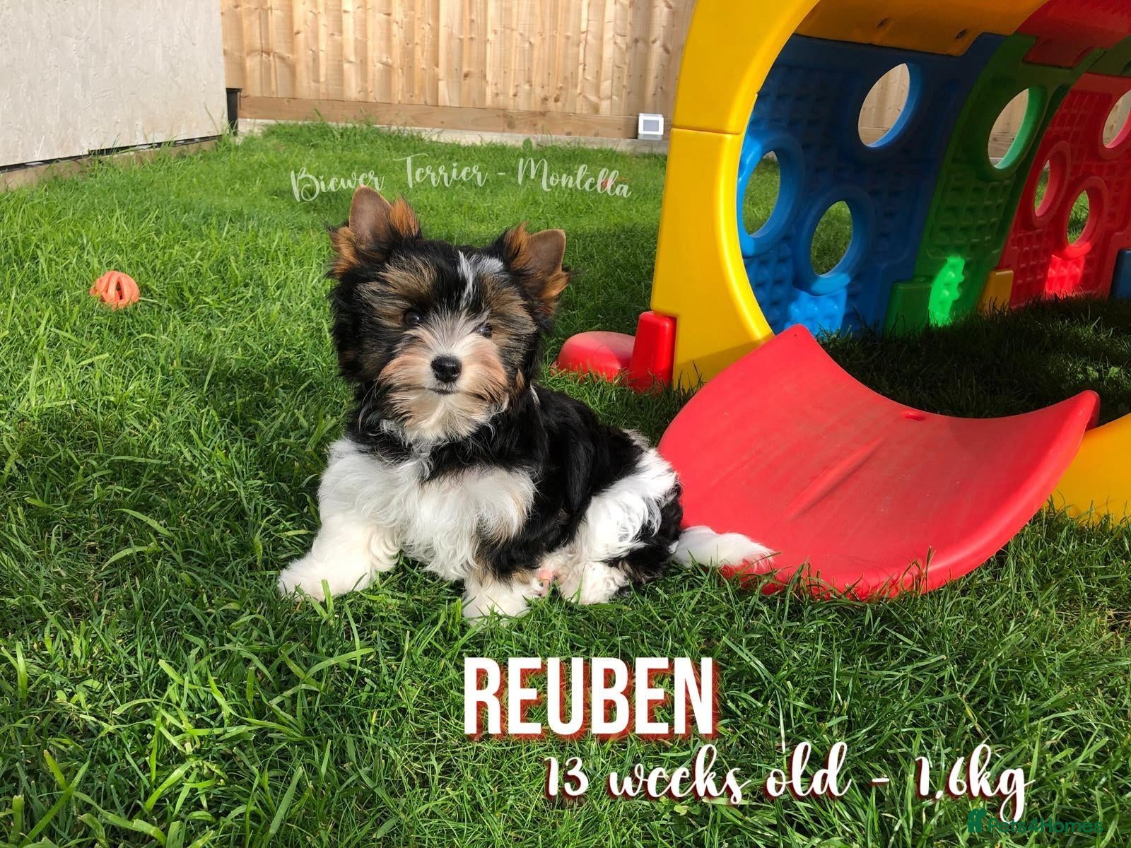 Yorkshire Terrier dogs for sale: Two Biewer Terriers LEFT! - Advert 2