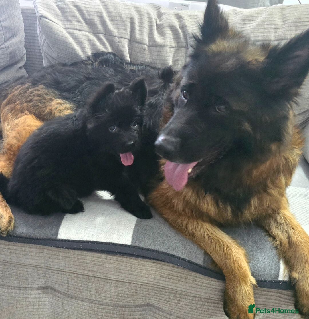 German Shepherd dogs German Shepherd Long Hair Black Boy  - Advert 4