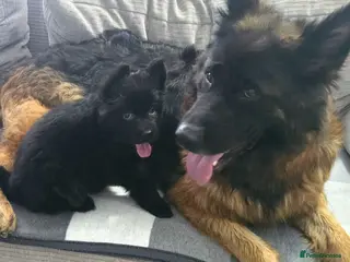 German Shepherd dogs German Shepherd Long Hair Black Boy - Advert 4