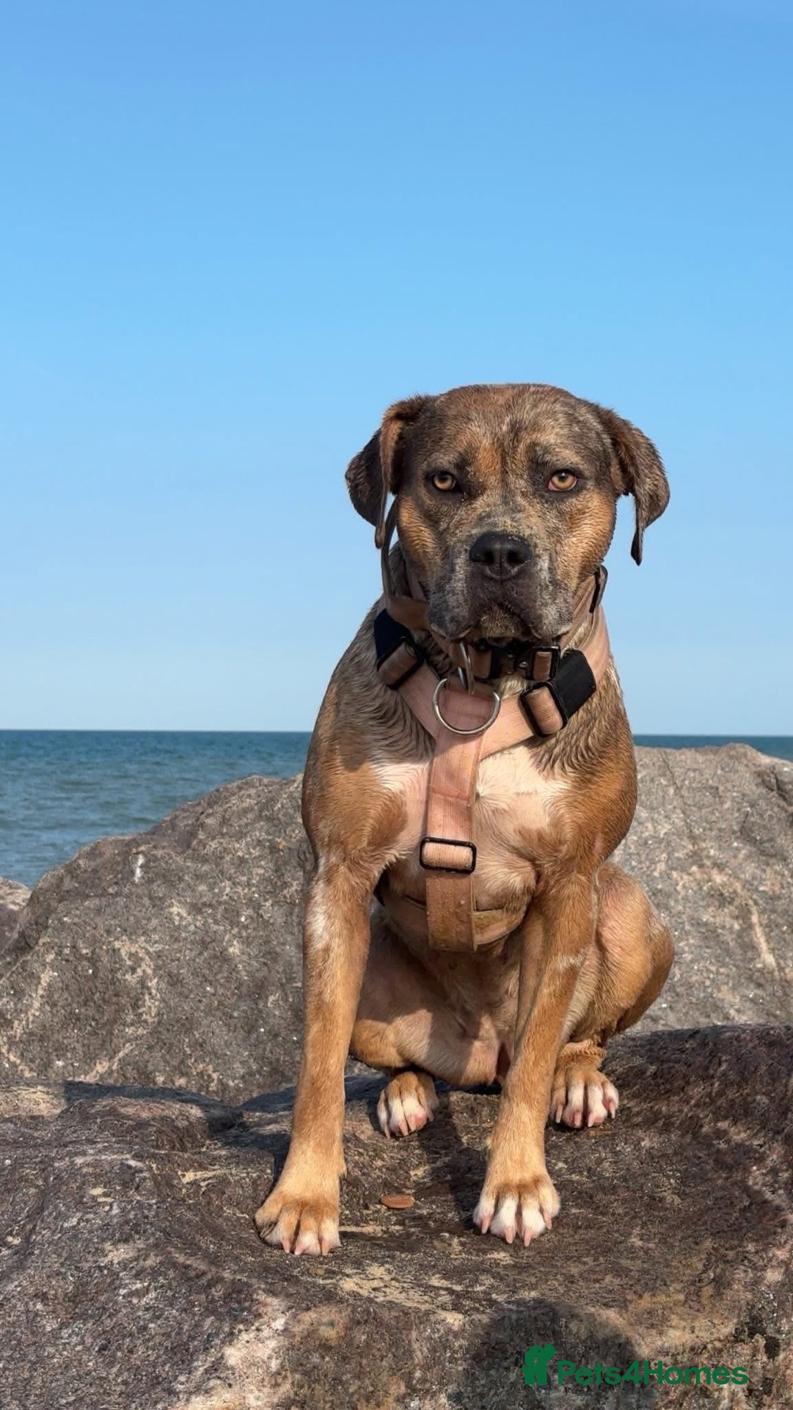 Cane Corso dogs Cane corso x - Advert 3