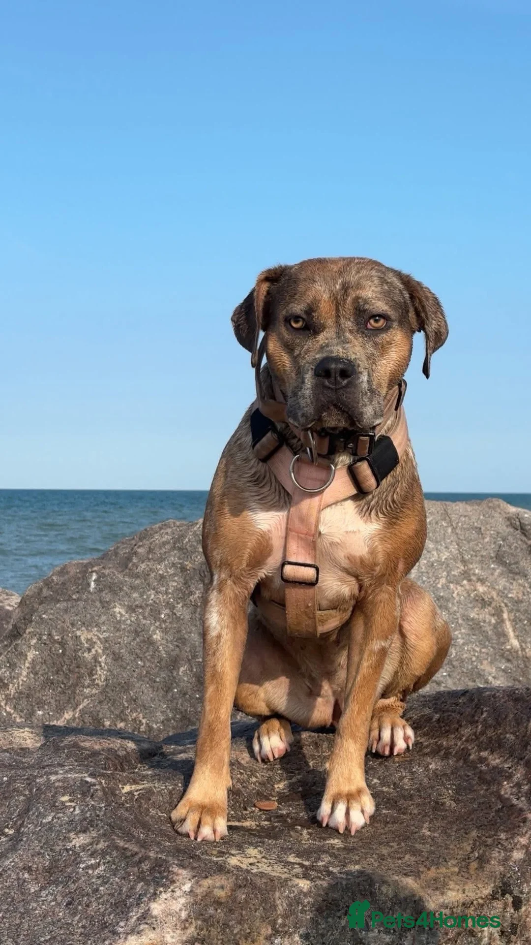 Cane Corso dogs for sale: Cane corso x in Norwich - Advert 1