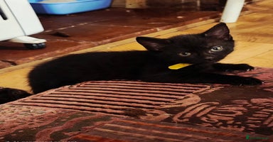 Mixed Breed cats - Advert 9