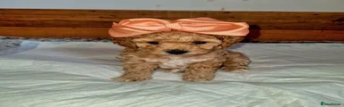 Poochon 2