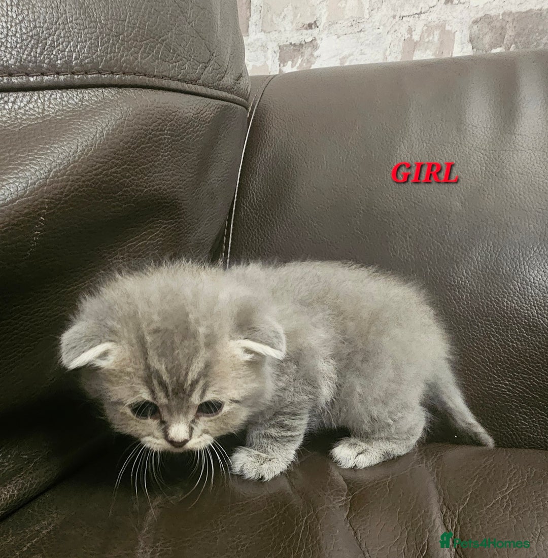 British Shorthair cats for sale: Beautiful British Shorthair Kittens for Sale - Advert 11