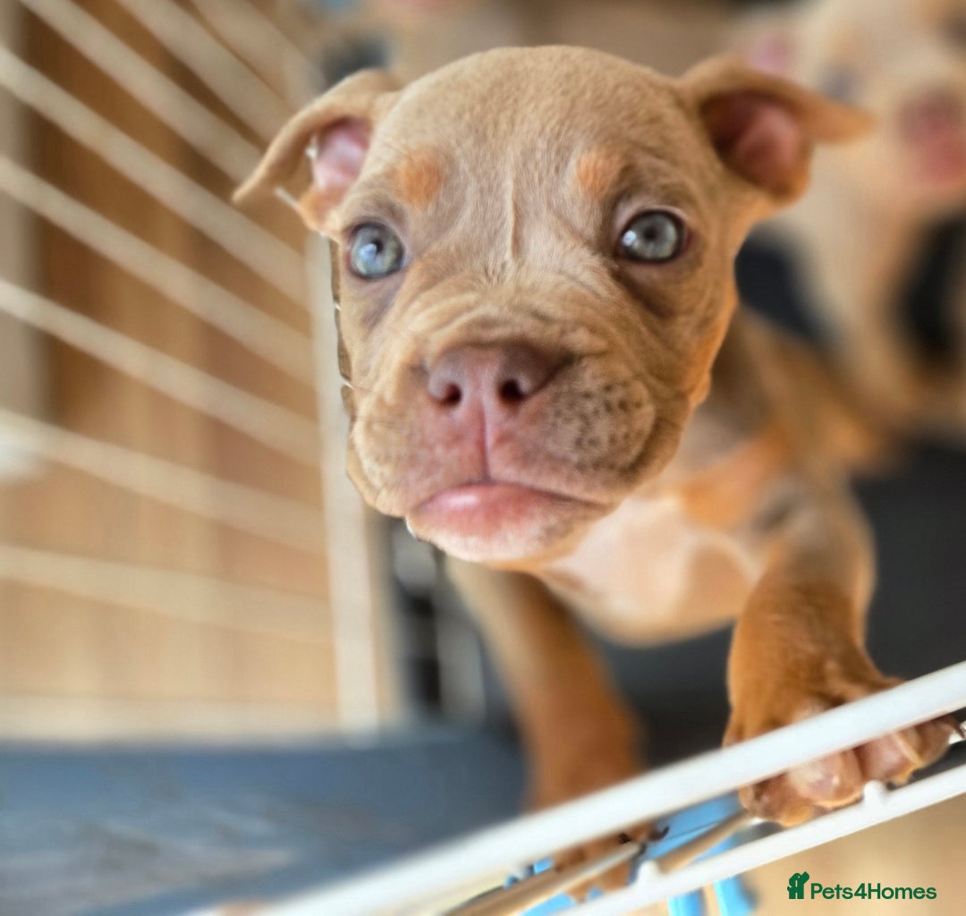 Olde English Bulldogge dogs for sale: Old english bulldoggee mammut/mammoth - Image 33
