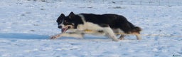 Border Collie dogs for stud: ISDS & KC, well proven, health tested clear stud in Darlington - Advert 4