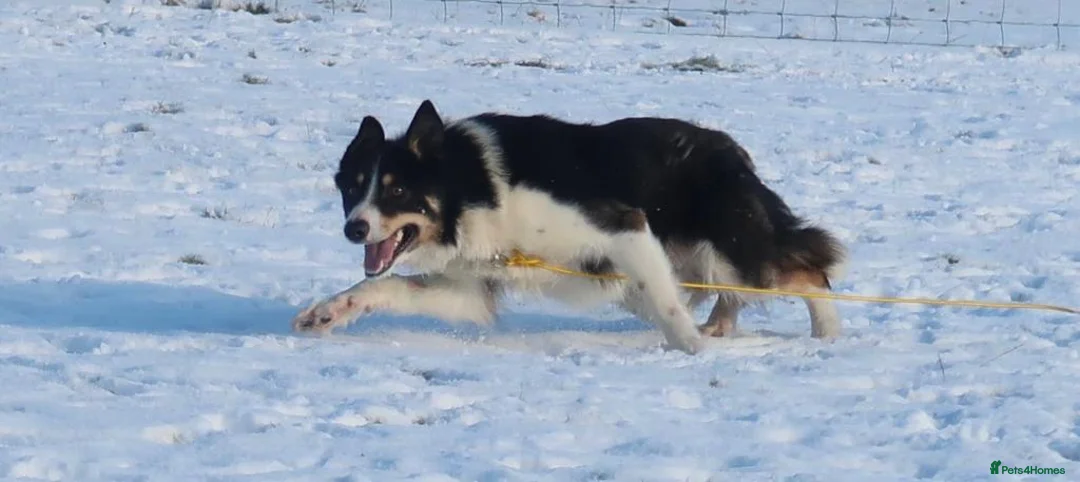 Border Collie dogs for stud: ISDS & KC, well proven, health tested clear stud in Darlington - Advert 4