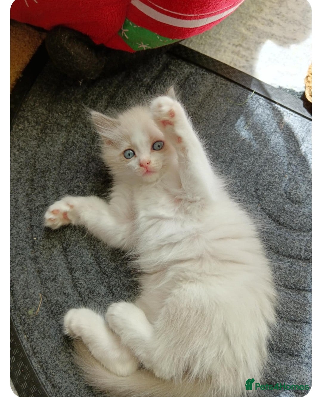 Ragdoll cats for sale: Ragdoll 2 girl🐈 and 3 boy🐈‍⬛. - Image 14