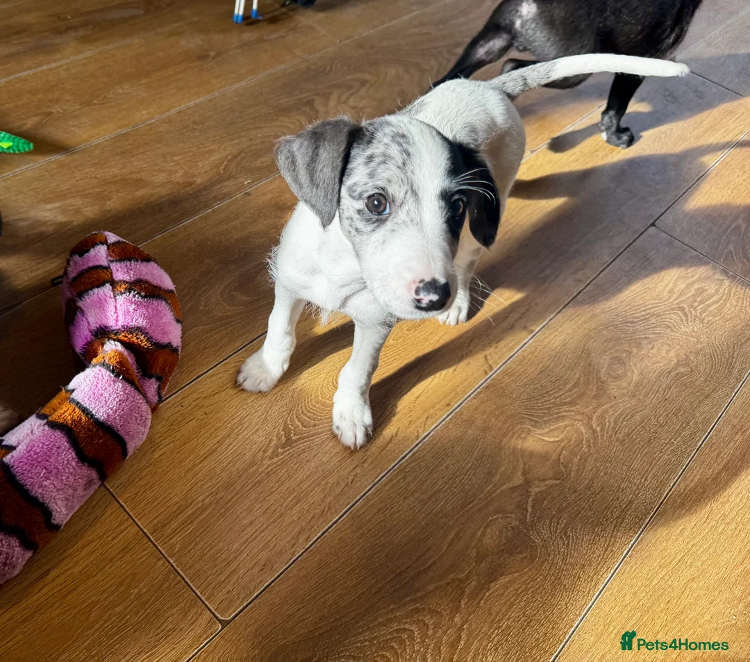 Mixed Breed dogs for sale: Whippet x Poodle READY NOW - Advert 11