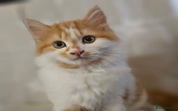 British Shorthair cats for sale: Ginger and white kittens  - Image 7