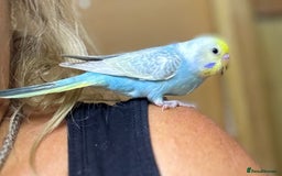 Budgerigars birds for sale: Rainbow budgie hand reared  - Image 3