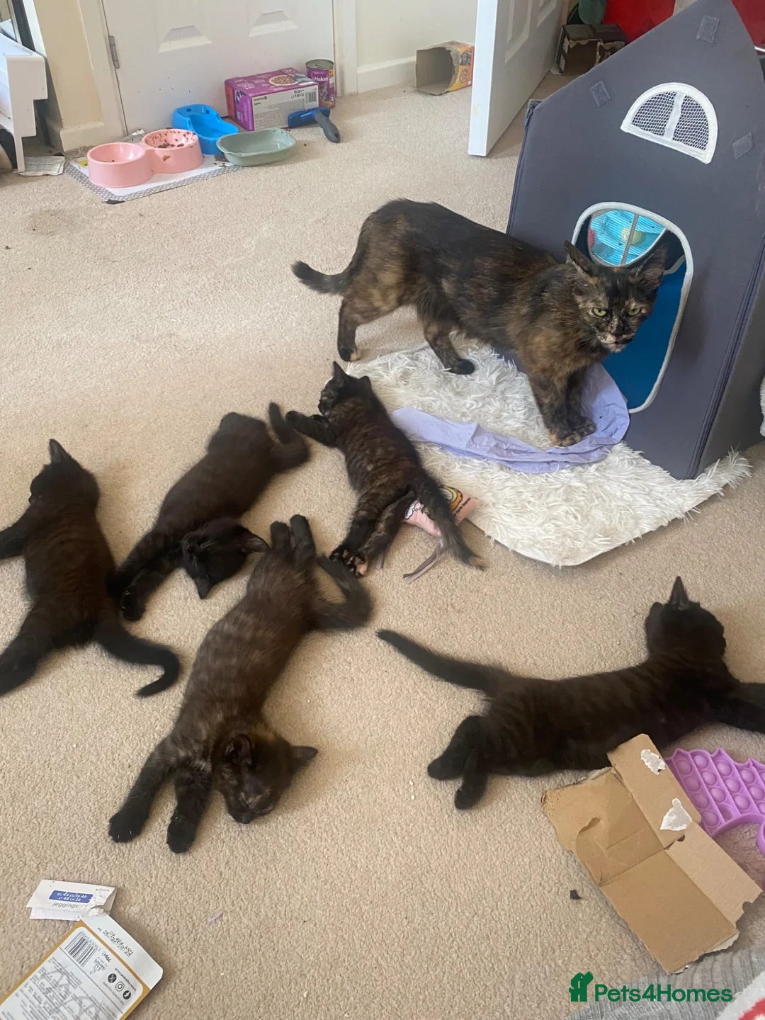 British Longhair cats for sale: Lovely siblings, looking for forever home 🙏🏻🥰❤️ - Advert 2