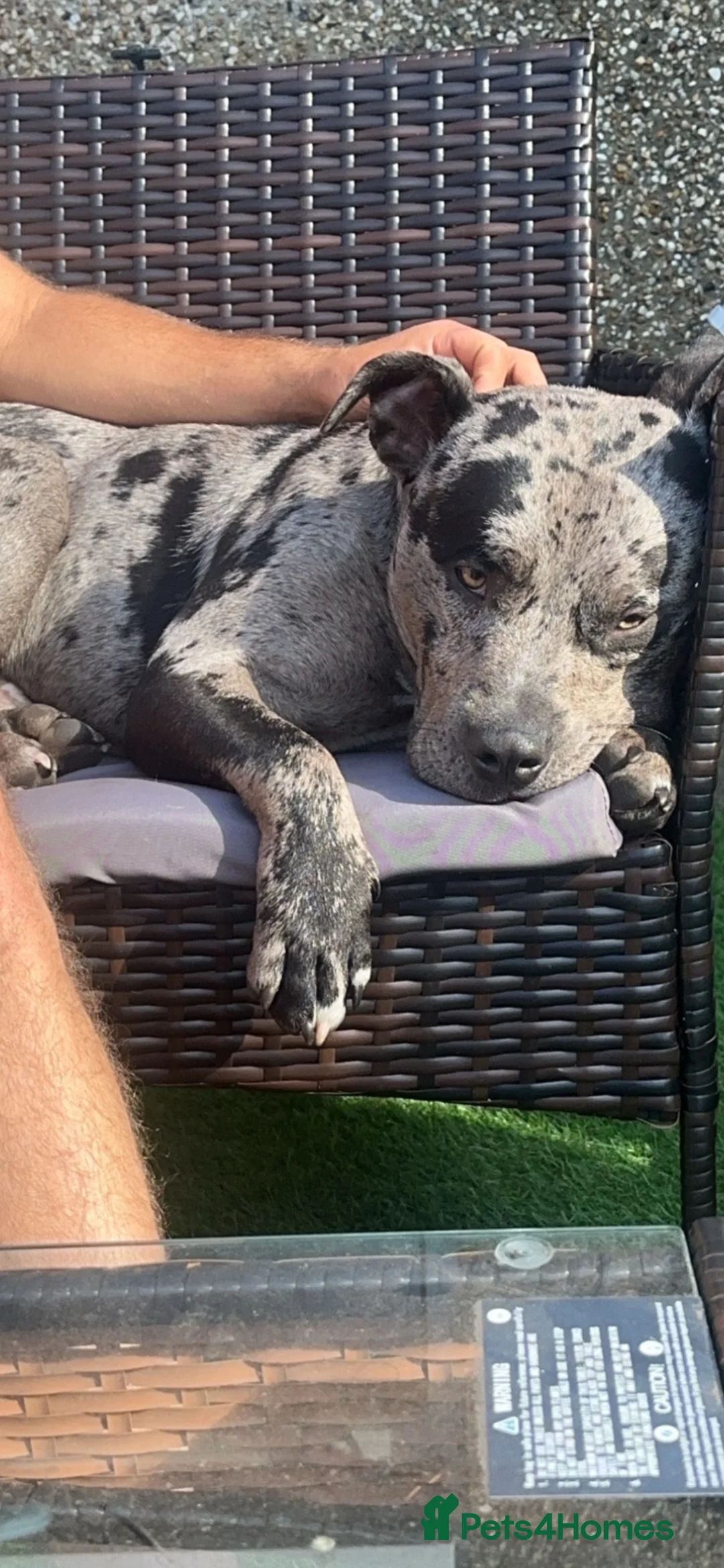 American Bulldog dogs for stud: Sully - Advert 5