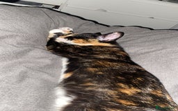 Mixed Breed cats for sale: Male and female neutered cat  - Image 12