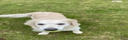 Golden Retriever dogs for sale: Golden retriever puppies in Bedford - Advert 1