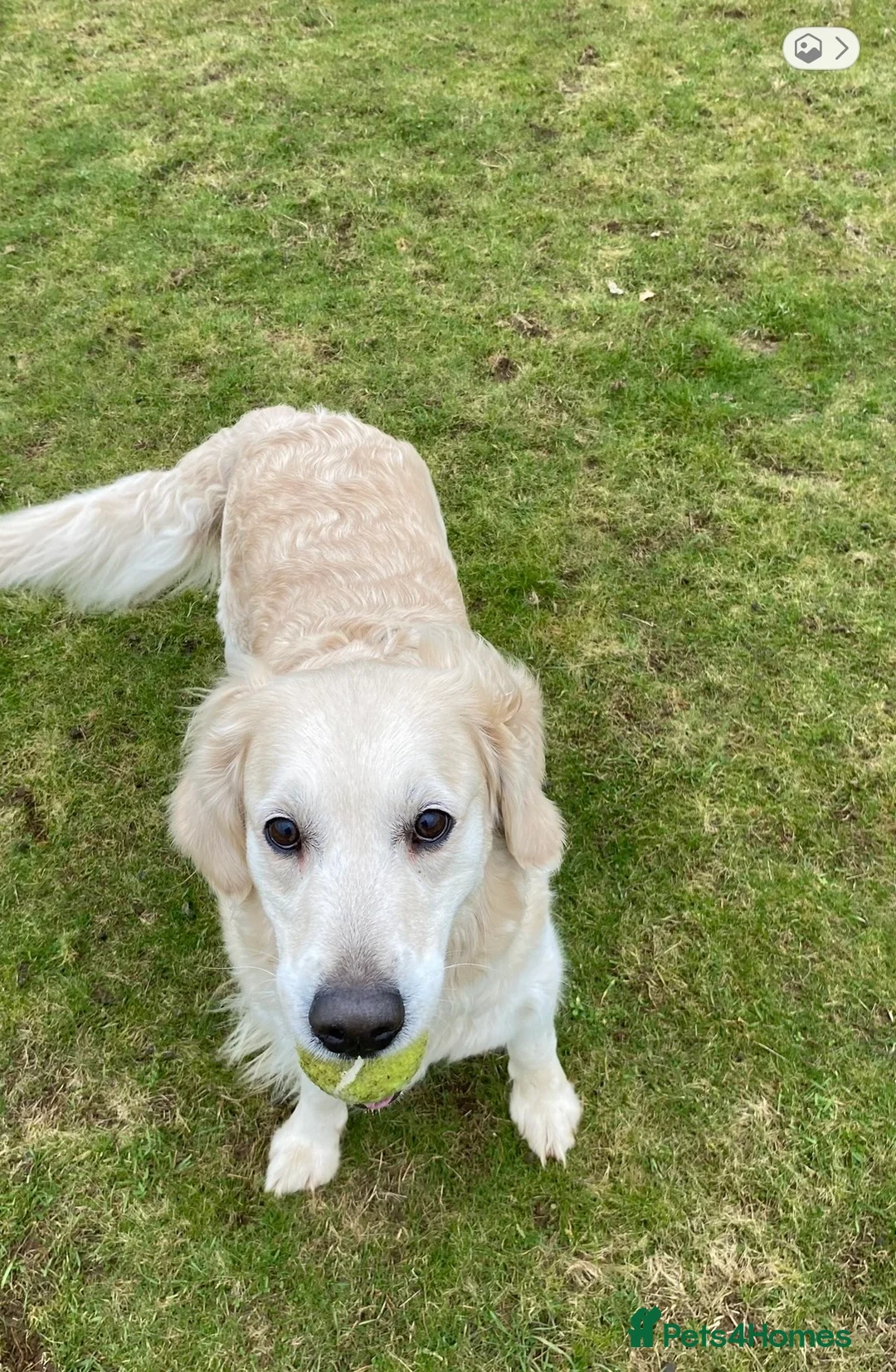 Golden Retriever dogs for sale: Golden retriever puppies in Bedford - Advert 1