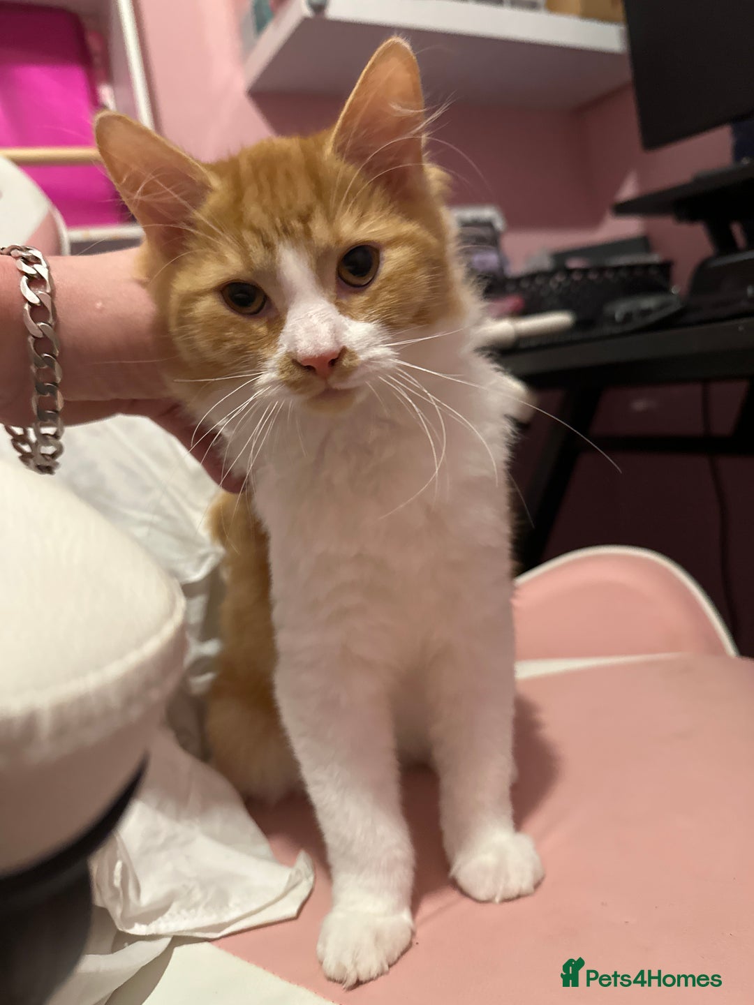 Mixed Breed cats for sale: Kittens  - Advert 8