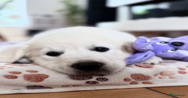 Golden Retriever dogs - Advert 12