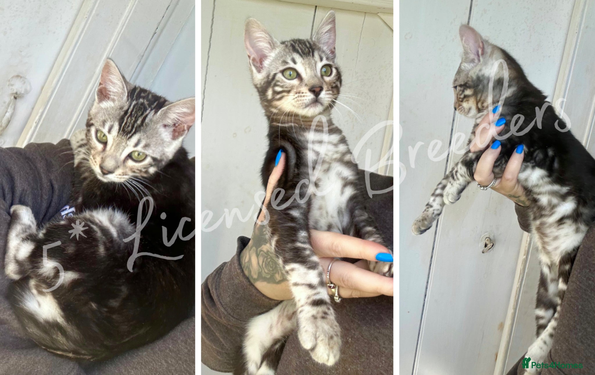 Bengal cats Pure TICA Marble Bengal Ready Now 💙 - Advert 2
