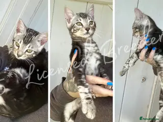 Bengal cats Pure TICA Marble Bengal Ready Now 💙 - Advert 2