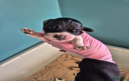 Cocker Spaniel dogs for sale: 6 beautiful Cocker puppies 🐶  - Image 8