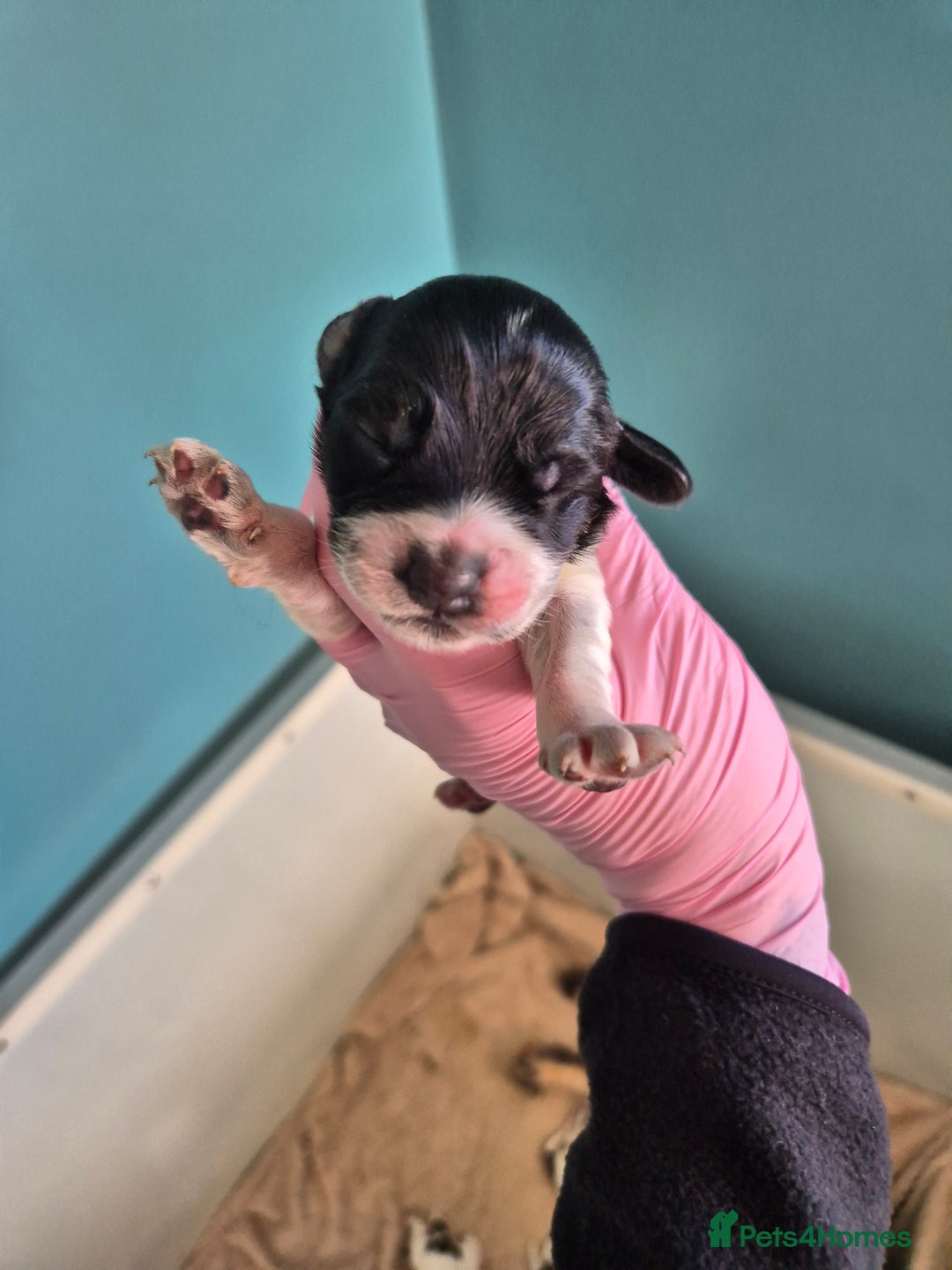 Cocker Spaniel dogs for sale: 6 beautiful Cocker puppies 🐶  - Image 8