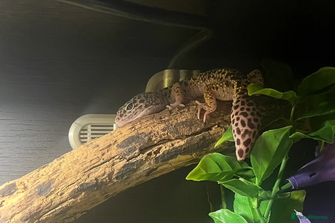 Leopard Gecko reptiles for sale: Female Leopard Gecko + ENCLOSURE - Advert 2