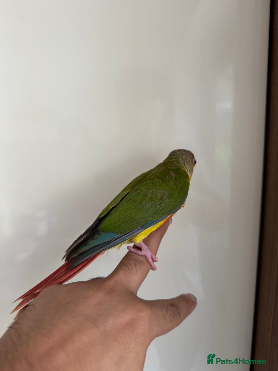 Conures birds for sale: Hand Reared Tame baby conures  - Image 23