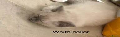 Ragdoll 1//White Collar