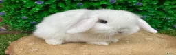 Mini Lop rabbits for sale: Stunning purebred mini lops - Advert 16